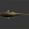Brown Carp Fish With Scales Fins And Tail On Dark Background With Reflection