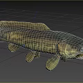 Large Striped Freshwater Fish Swimming in Clear Blue Water with Open Mouth