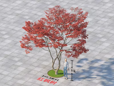 Garden Landscape With 4.5 Meters Tall Red Maple Tree Green Lawn And Gray Paving Stones 3d model