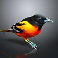 Vibrant Colorful Bird With Black Head Orange Yellow Body And Green Legs On Gray Background