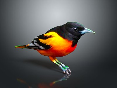 Modern Birds 3d model