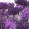 Purple Shrub Like Plants With Green Stems Grouped Together In Cluster