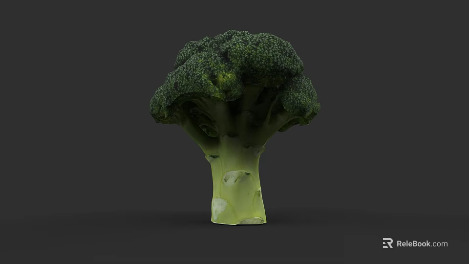 Detailed Vibrant Green Broccoli Plant Illustration With Fresh Florets And Stem 3d model 