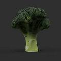 Detailed Vibrant Green Broccoli Plant Illustration With Fresh Florets And Stem
