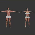Male and Female Human Anatomical Models with Visible Organs Hair and Detailed Muscle Structure