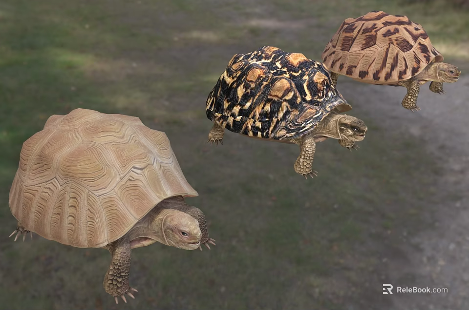 Three Reptile Tortoises with Patterned Shells Walking on Green Grass Field 3d model 