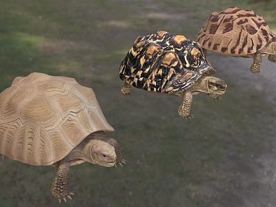 Three Reptile Tortoises with Patterned Shells Walking on Green Grass Field 3d model
