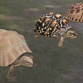 leopard print turtle leopard turtle leopard print turtle animal 3d model