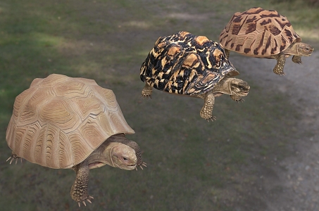 leopard print turtle leopard turtle leopard print turtle animal 3d model