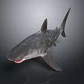 Realistic 3D Render of Aquatic Animal Shark with Open Mouth and Fins