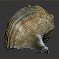 conch bone snail snail field snail shellfish marine animal fish freshwater fish marine fish animal 3d model