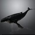 Highly Realistic Detailed 3D Rendered Whale Model on Smooth Gray Background 3d model