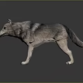 Realistic 3D Wolf Model With Gray White Fur And Black Stripes Standing Pose 3d model