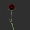 Beautiful Red Rose with Green Stem and Leaves on Gray Background