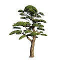 Diverse Decorative Plant Combinations With Various Tree Shapes And Lush Green Foliage