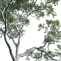 Tall Trees With Lush Green Foliage And Thick Trunk In Natural Landscape