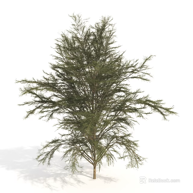 Tall Evergreen Arbor With Lush Green Foliage And Slender Branches 3d model 
