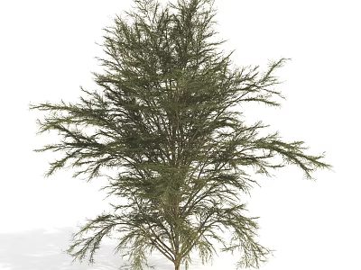 Tall Evergreen Arbor With Lush Green Foliage And Slender Branches 3d model