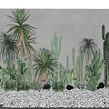 Various Succulent Shrubs And Cacti Against Gray Wall With Gravel Ground
