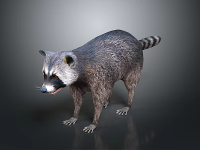 Realistic 3D Rendered Raccoon With Gray Fur And Striped Tail In Standing Pose 3d model