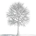 Snow Covered Tree Against Clear Blue Sky With Bare Branches in Winter Season