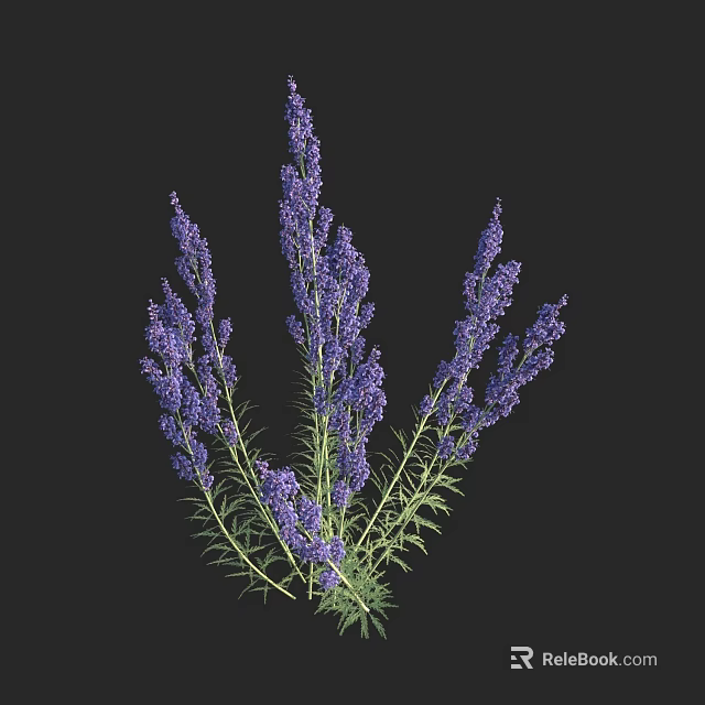 Purple Lavender Flowers With Long Stems And Green Leaves Against Black Background 3d model 