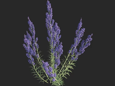 Purple Lavender Flowers With Long Stems And Green Leaves Against Black Background 3d model