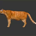 Shiny Orange Cat Standing On Smooth Black Surface With Clear Reflection And Detailed Fur