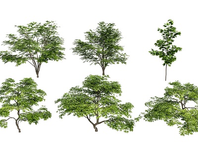 Outdoor Acer maple tree combination courtyard garden villa street tree landscape tree green plant tree combination model