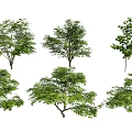 Multiple Arbor Trees Featuring Different Canopy Shapes And Lush Green Foliage 3d model