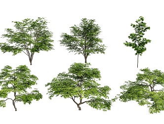 Outdoor Acer maple tree combination courtyard garden villa street tree landscape tree green plant tree combination 3d model