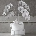 White Orchid Bonsai Potted Plants In Transparent Glass Vase With Green Leaves And Round Base