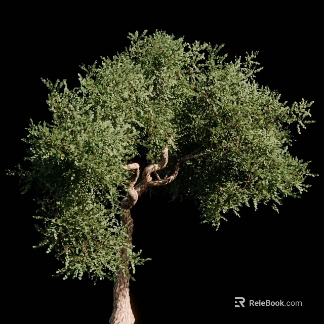 Tall Arbor With Lush Green Leaves And Curved Trunk On Black Background 3d model 