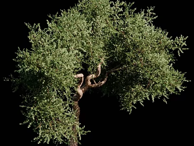 Tall Arbor With Lush Green Leaves And Curved Trunk On Black Background 3d model