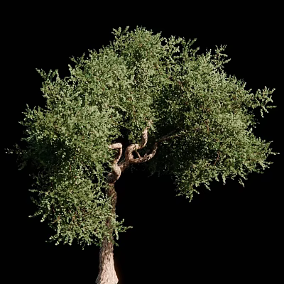 Tall Arbor With Lush Green Leaves And Curved Trunk On Black Background 3d model