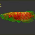 Bright Red and Yellow Arowana Fish With Shiny Scales and Reflection