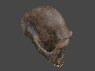 Detailed Brown Animal Skull With Natural Texture And Anatomical Features 3d model