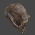 Detailed Brown Animal Skull With Natural Texture And Anatomical Features