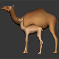 Brown Adult Camel With Baby Camel Standing On Dark Background With Reflection