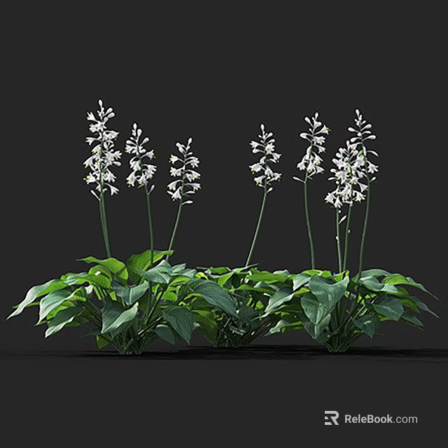 Cluster of Elegant Flowering Plants with White Blooms and Broad Green Leaves 3d model 