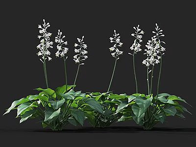 Cluster of Elegant Flowering Plants with White Blooms and Broad Green Leaves 3d model