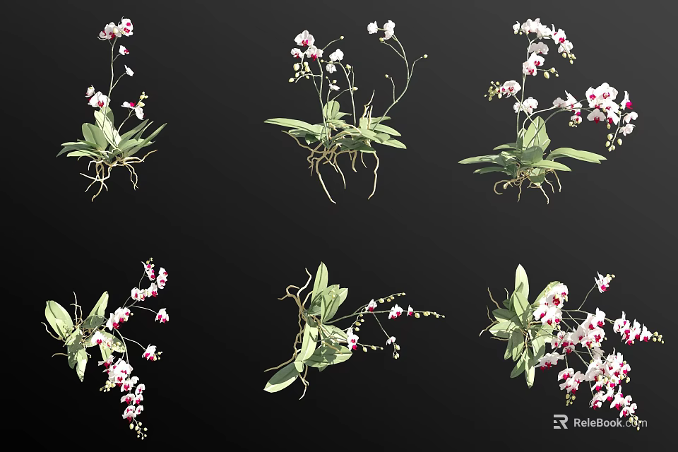 Multiple Orchid Varieties With Pink White Blooms Green Leaves And Roots 3d model 