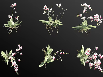 Multiple Orchid Varieties With Pink White Blooms Green Leaves And Roots 3d model