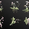 Multiple Orchid Varieties With Pink White Blooms Green Leaves And Roots