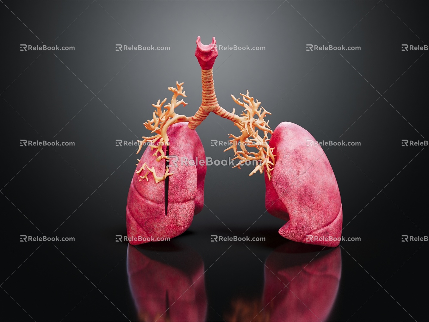 Modern Human Organ Respiratory System Human Respiratory System 3d model