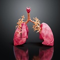 Modern Human Organ Respiratory System Human Respiratory System 3d model