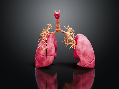 Modern Human Organ Respiratory System Human Respiratory System 3d model