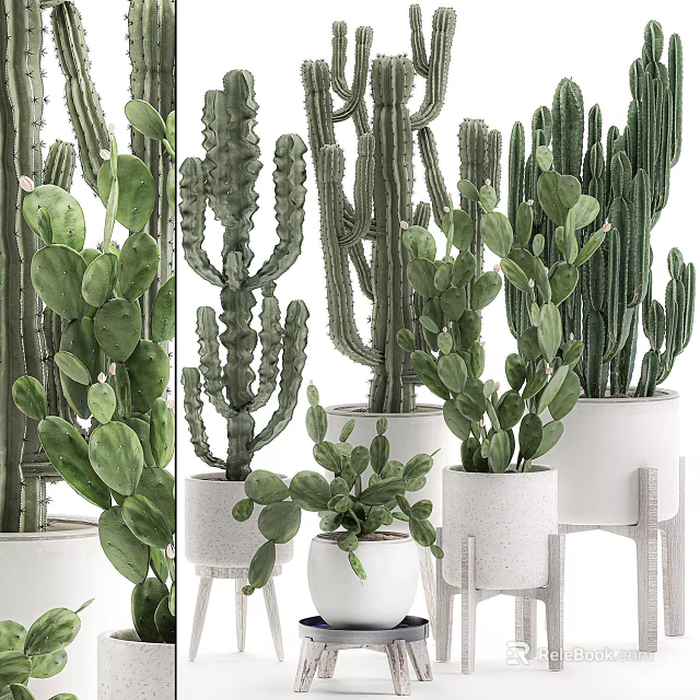 Various Types of Bonsai Potted Cacti and Succulents in White Ceramic Pots 3d model 