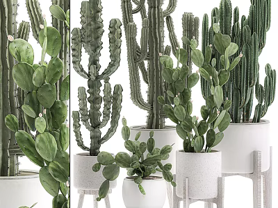 Various Types of Bonsai Potted Cacti and Succulents in White Ceramic Pots 3d model