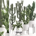 Various Types of Bonsai Potted Cacti and Succulents in White Ceramic Pots
